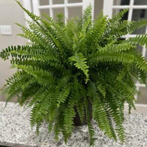 Lush green fern on granite countertop.