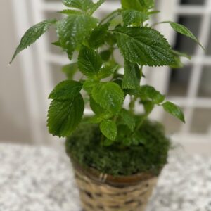 Potted plant with green leaves on table.