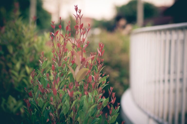 Red-tipped plants beside a white railing.